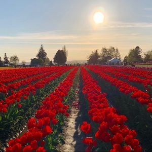 Meet your Posher, Rosa